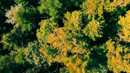 View From Above of an Autumn Forest