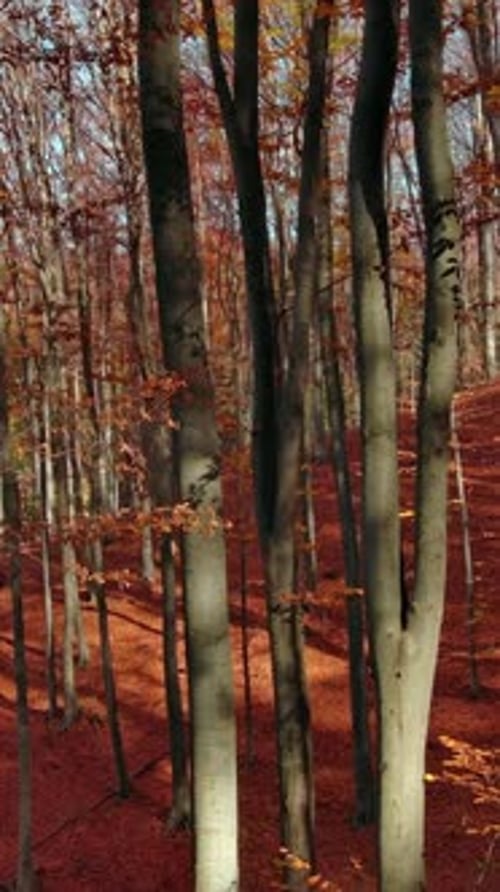 Forêt d'automne lumineuse par temps ensoleillé