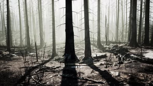 Un bosque lleno de árboles altos