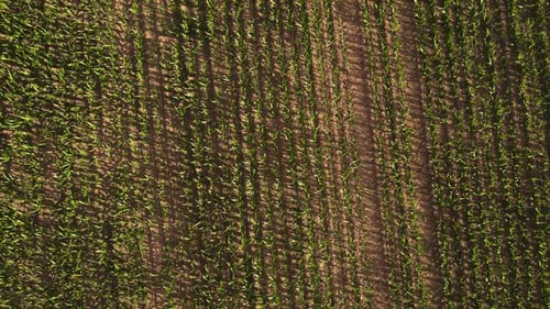 Fresh Corn on Stalk in Field Ripening Green Maize Cornfield Rows Aerial View