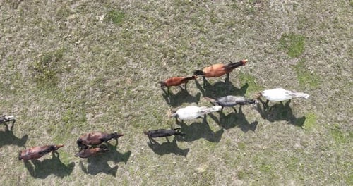 Wild Horses Grazing in a Green Field