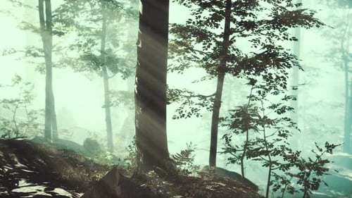 Panoramic View of the Majestic Forest in a Morning Fog