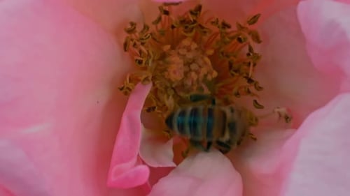 Bee Pollinating Pink Flower Up Close