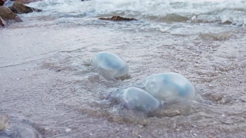 Tote Quallen liegen an einem von Wasser signierten Sandstrand auf dem Asowschen Meer