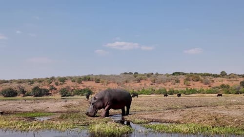 Hippopotamus In River At Chobe National Park In Kasane Botswana. African Animals Landscape. Wildlife