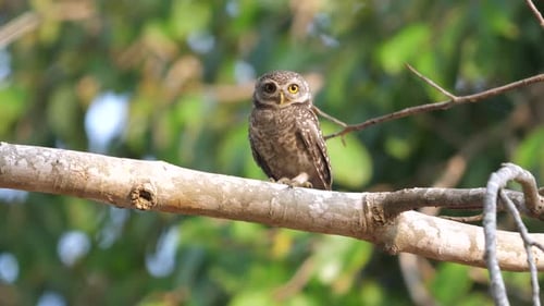 Perched Spotted Owl in Natural Habitat Displaying Wildlife and Avian