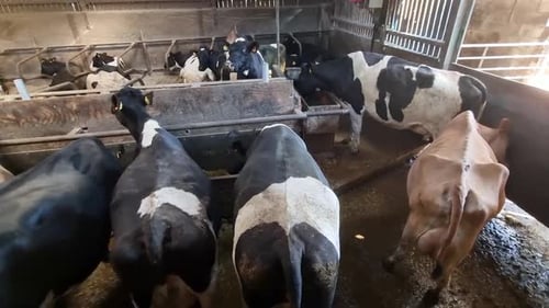 Dairy Cows Feeding and Resting Inside a Large Modern Barn