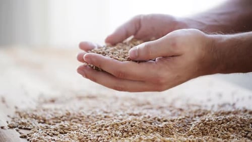 Hands Pouring and Holding Grains on Table