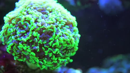 Beneath the Surface: The Secret Lives of Sea Creatures