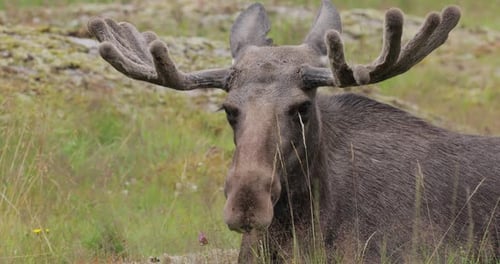Elk or Moose, (Alces alces) in the green forest. Beautiful animal in the nature habitat.