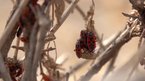 Les punaises de feu européennes se rassemblent sur les feuilles sèches et dans le vent