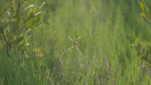 Spider Hanging in Web Against Green Foliage