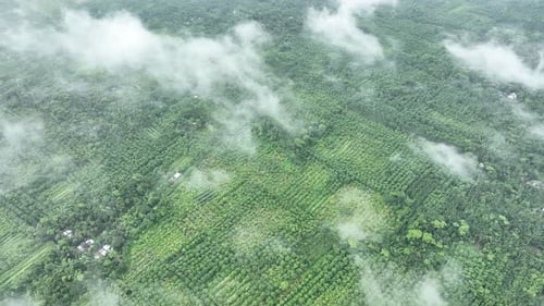 Vue aérienne du jardin de goyaves à Swarupkathi, Pirojpur, Bangladesh.
