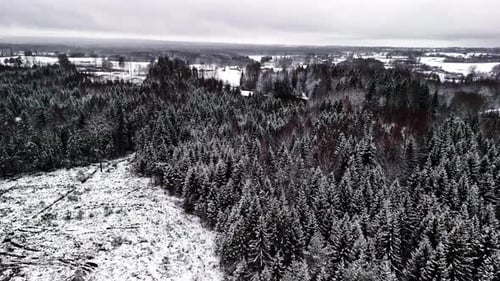 Snow-covered Pine Tree Forest During Winter. - aerial shot