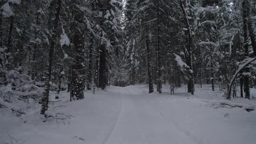 Footsteps Hint At Lurking Animals Silent Forest Path Suggests Unseen Animal Activity Snowcovered