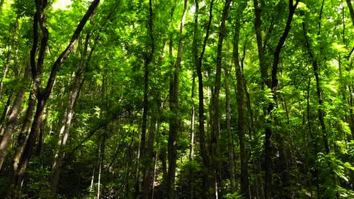 Green Forest Landscape Bilar ManMade Forest Bohol Philippines