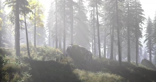 Sunlight Filtering Through Trees in a Serene Forest Landscape During Morning