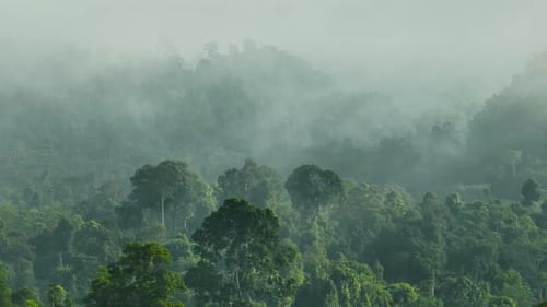 Jungle et forêt tropicale, Bornéo, Malaisie