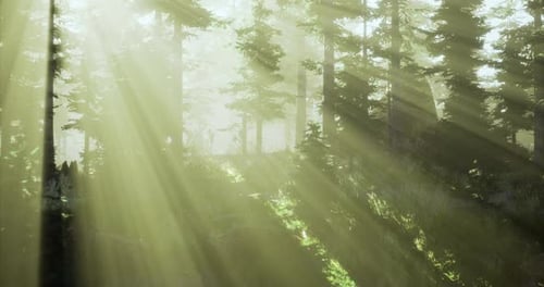Sunlight Filtering Through Trees in a Serene Forest During Early Morning