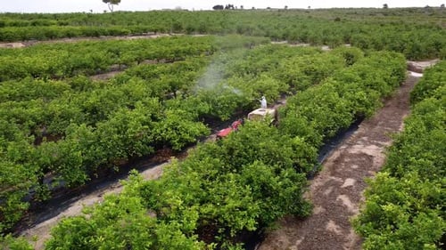 Tractor Sprays Trees in Rural Orchard Field