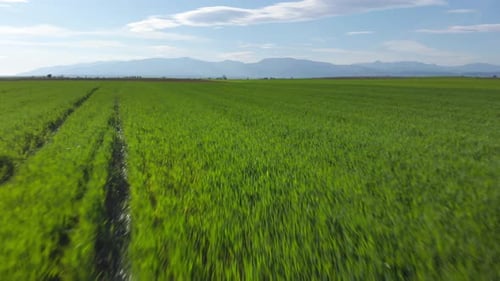 Aerial shot vibrant green agricultural green fields close up, in the countryside on a spring sunny d
