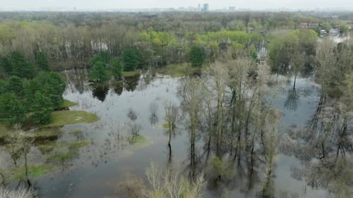 River Lake Swamp Water Forest Spring Nature Park Tree Green