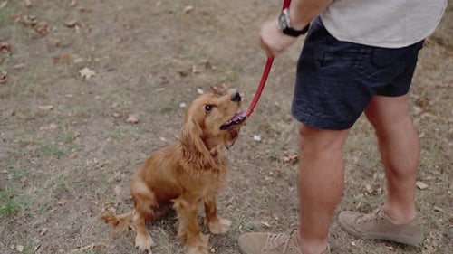 Adorable Cocker Spaniel Puppy Sitting on Leash Looking at Owner in Park
