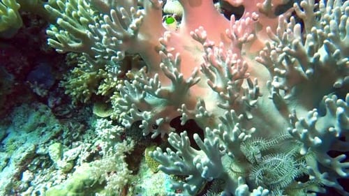 Branching coral grows on a reef.