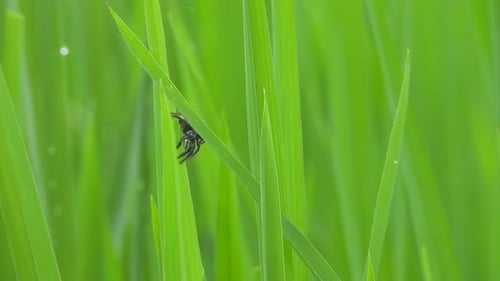 Spider making web - green grass.