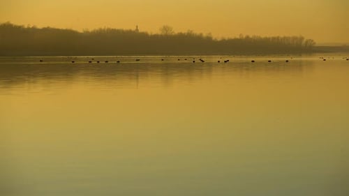 Birds on a calm lake during a yellow foggy sunset