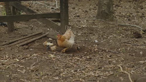 laying hen in a chicken coop with many little chickens and even goslings. The chicken walks with the