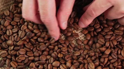 Barista in a coffee shop removes defective coffee beans before grinding. Hands sort roasted coffee