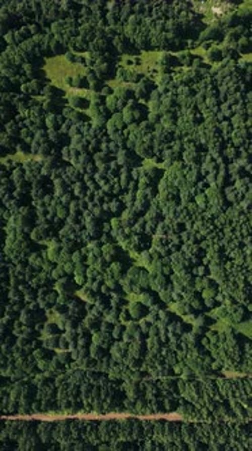 Breathtaking Aerial View of a Lush Green Forest Landscape Surrounded By Natures Beauty
