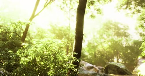 Lush Green Forest Illuminated By Soft Sunlight During Early Morning Hours