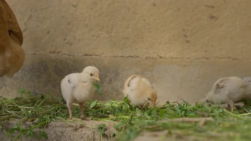 Chicken and chicks