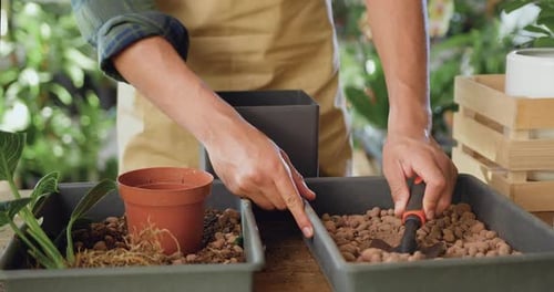 Gardener Replanting Plants In An Indoor Setting