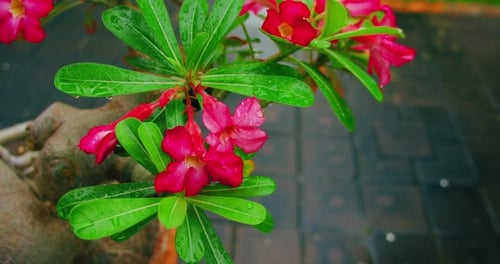 Beautiful Pink Flowers on a Branch After Rain