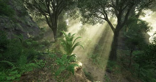 Sunlight Filters Through Trees in a Lush Forest During the Early Morning