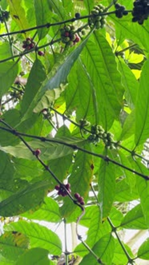 Coffee Berries Growing on Tropical Plantation Branches Beneath Lush Green Canopy, Sustainable
