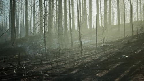 A Burned Forest with Charred Trees Standing Tall
