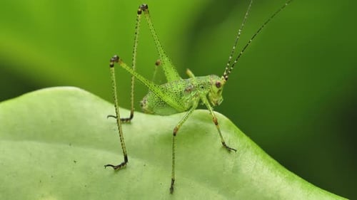 Green Grasshopper
