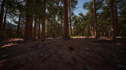 Giant Sequoia Trees at Summertime in Sequoia National Park Dark Forest