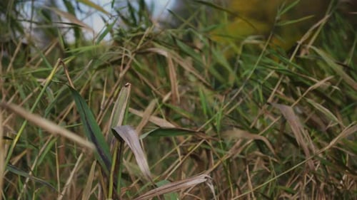 Tall Grass Swaying Gently in the Breeze