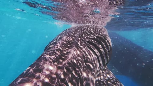 Whale Sharks Underwater On Cebu Island