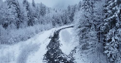 Forest Winter Wonderland Nature Landscape Scenery
