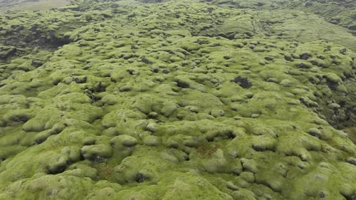 Aerial View of Eldhraun Lava Field, Iceland, Flying with Drone Above Mossy Geological Lava Flows