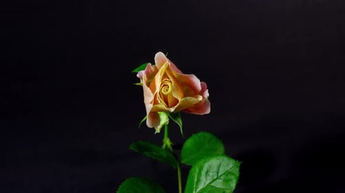 Peach and Pink Rose Bud Blooming on Black