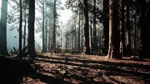 À la découverte de la beauté d'une paisible forêt de séquoias à l'aube