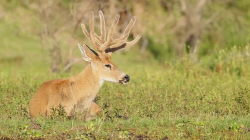Mystical marsh deer, blastocerus dichotomus looking to the right, resting idling on the grassland, e
