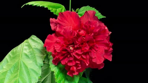 Red Hibiscus Flower Blooming Time-lapse on Black Background